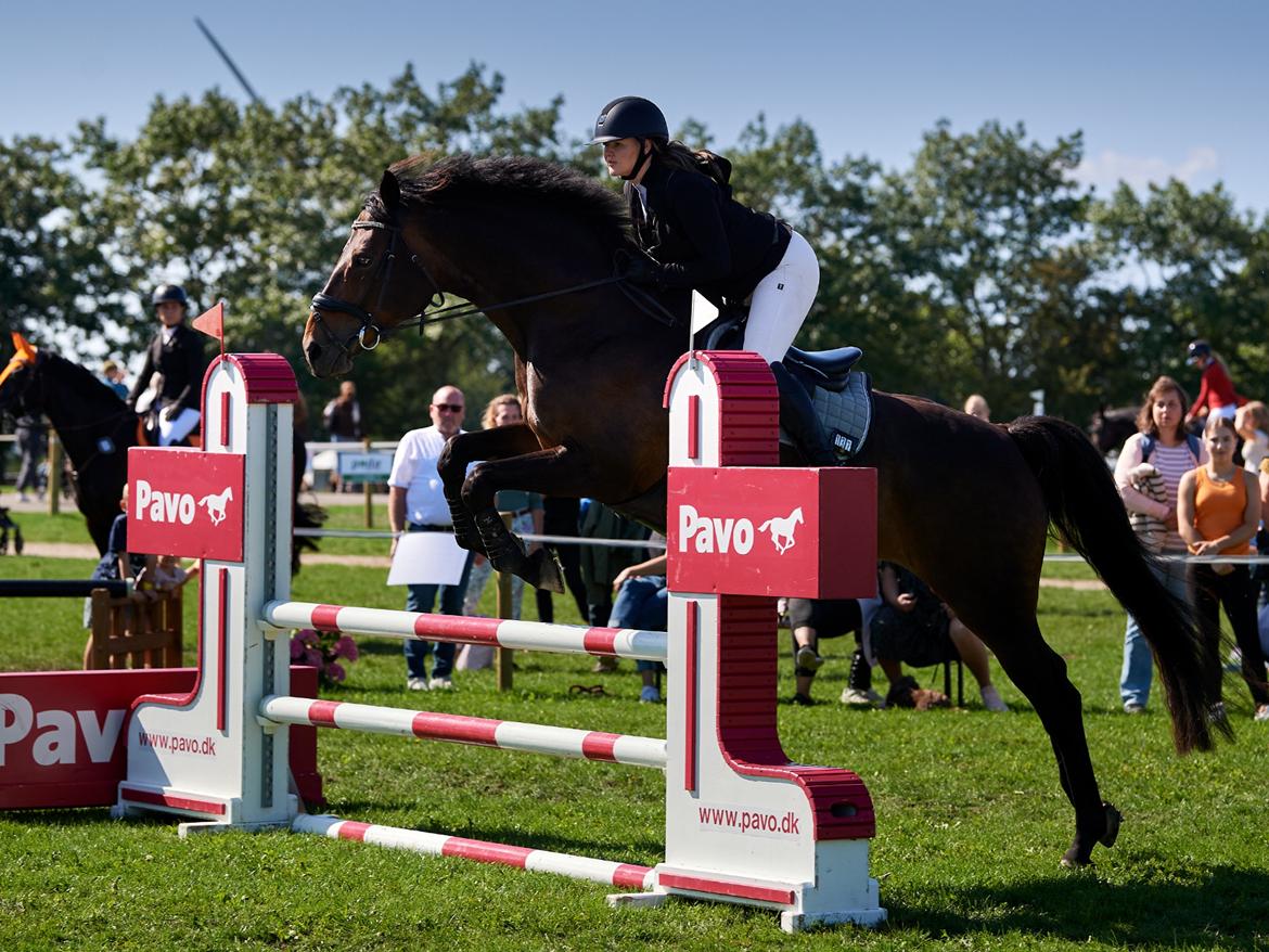 Svensk Varmblod WELTIZZE billede 12