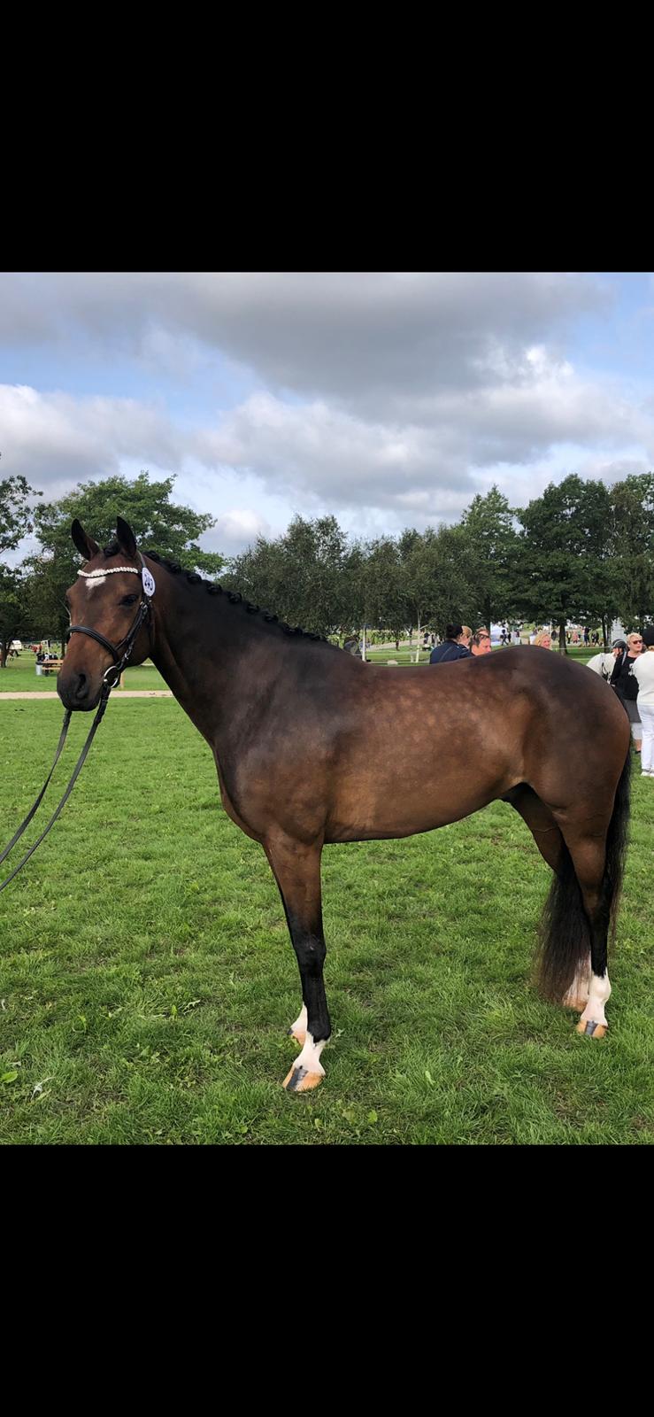 Anden særlig race TRUBKA'S RICARDO NIGHT billede 6