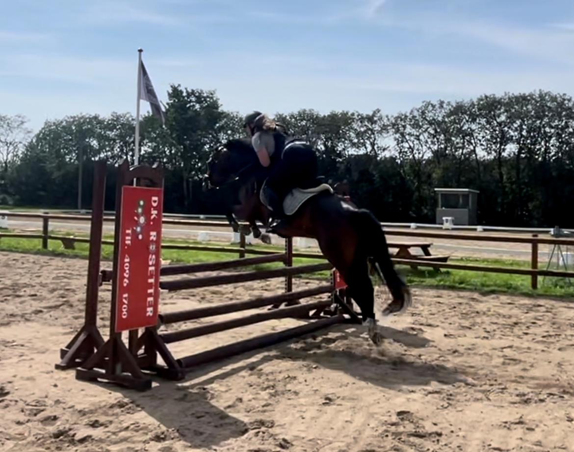 Anden særlig race TRUBKA'S RICARDO NIGHT billede 14