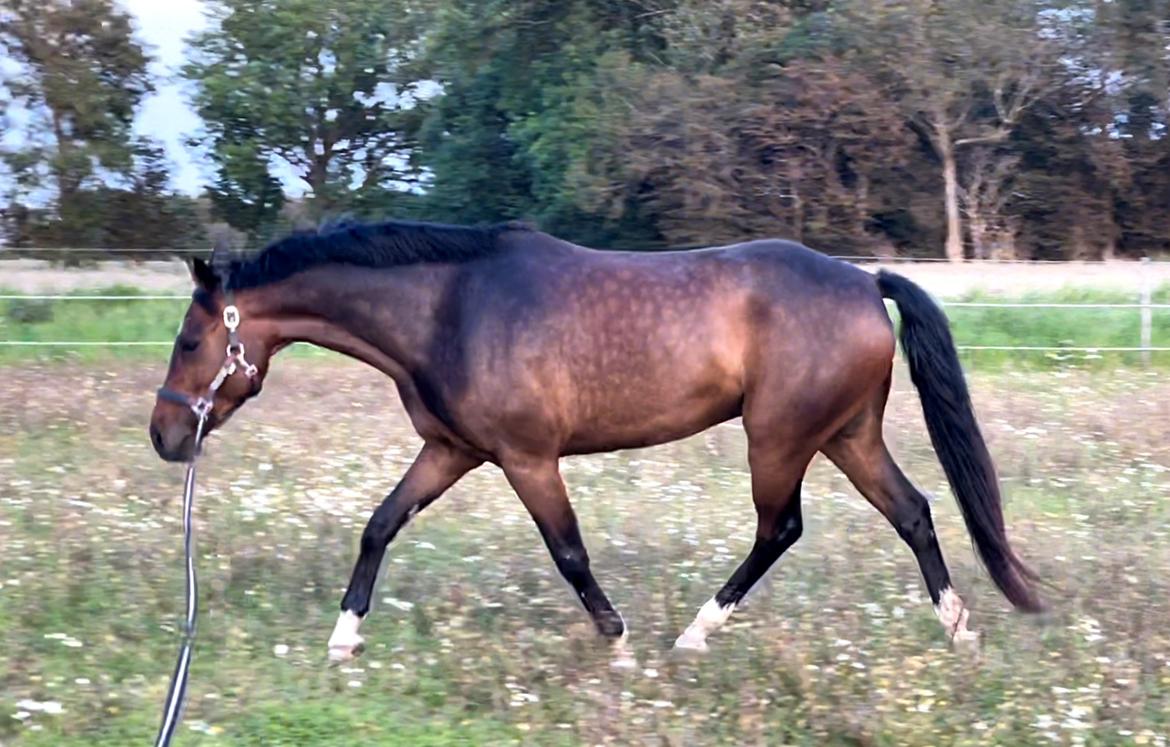 Anden særlig race TRUBKA'S RICARDO NIGHT billede 18