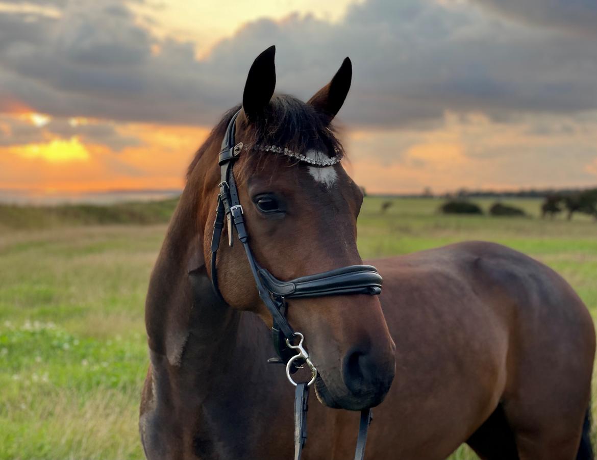 Anden særlig race TRUBKA'S RICARDO NIGHT billede 10