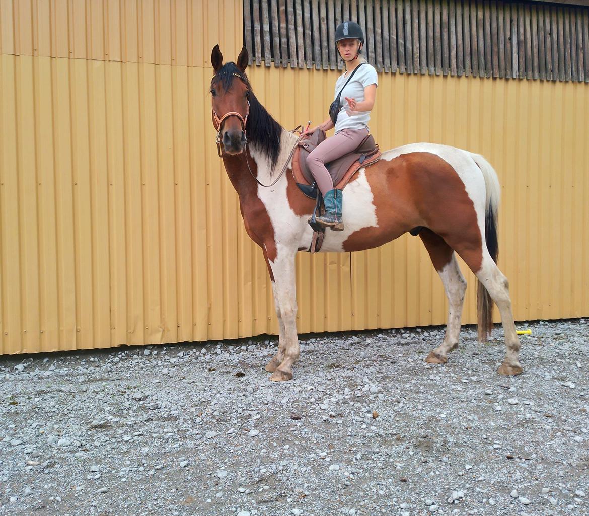 Pinto Løvegaardens Hidalgo billede 19