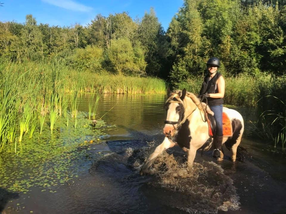 Irish Cob Luna ( Surprice Of Survivor) - Plaske pony pige < 3 billede 3