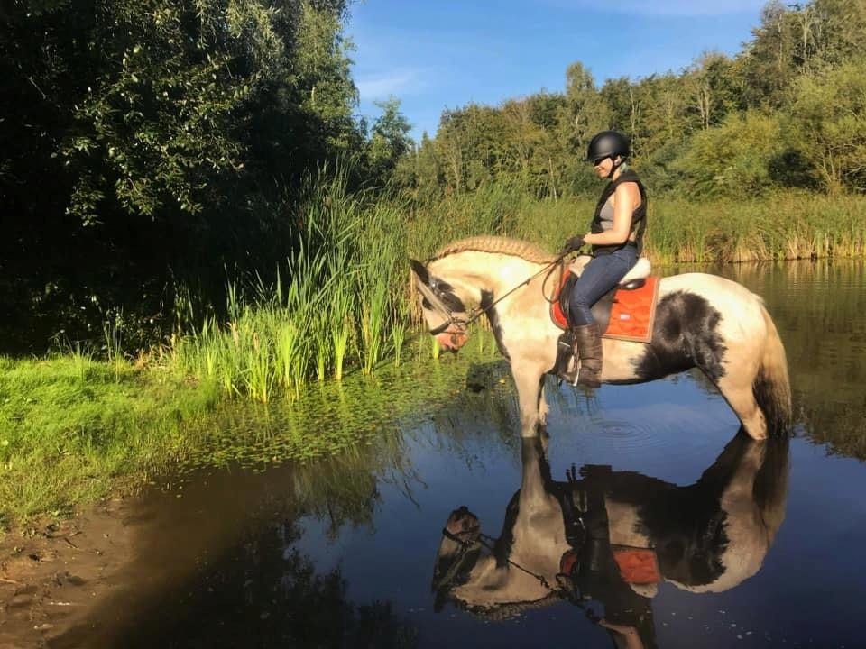 Irish Cob Luna ( Surprice Of Survivor) - Hun er lidt af en lækkermås :D < 3 billede 2