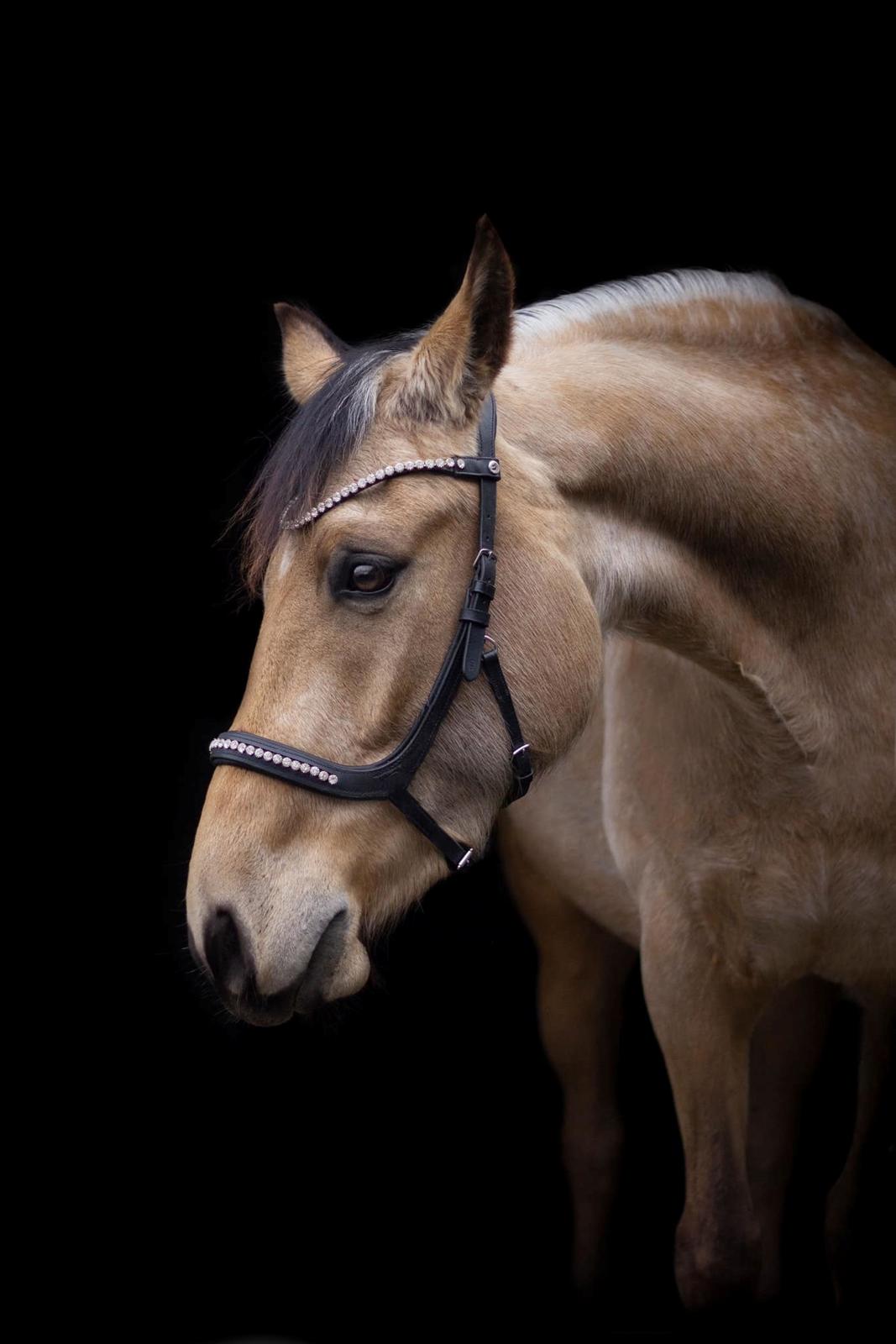 Anden særlig race Michelangelo billede 3