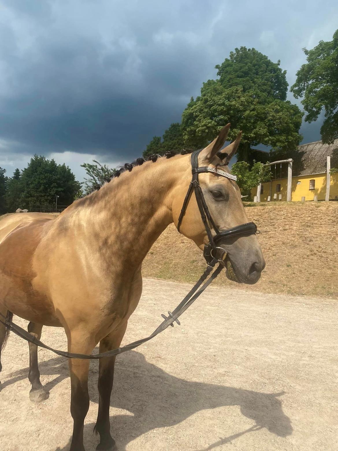 Anden særlig race Michelangelo billede 6