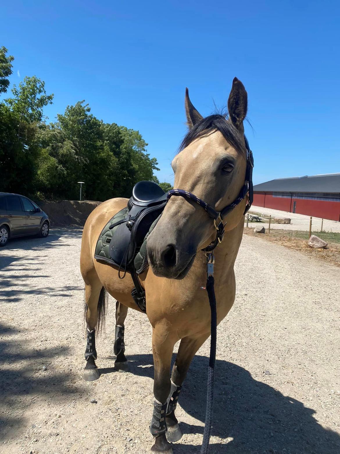 Anden særlig race Michelangelo billede 7