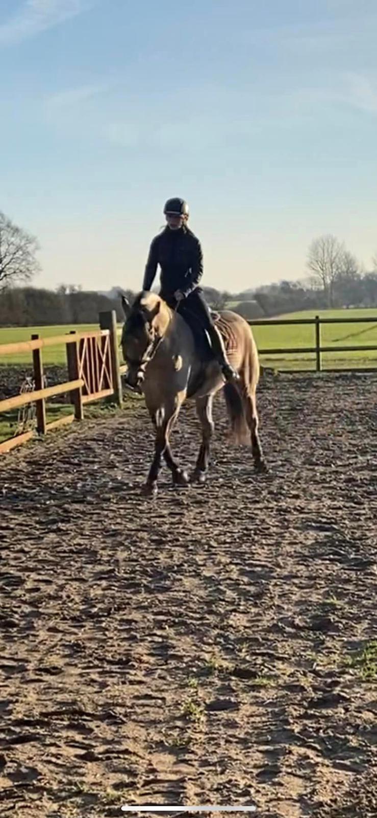 Anden særlig race Michelangelo billede 8