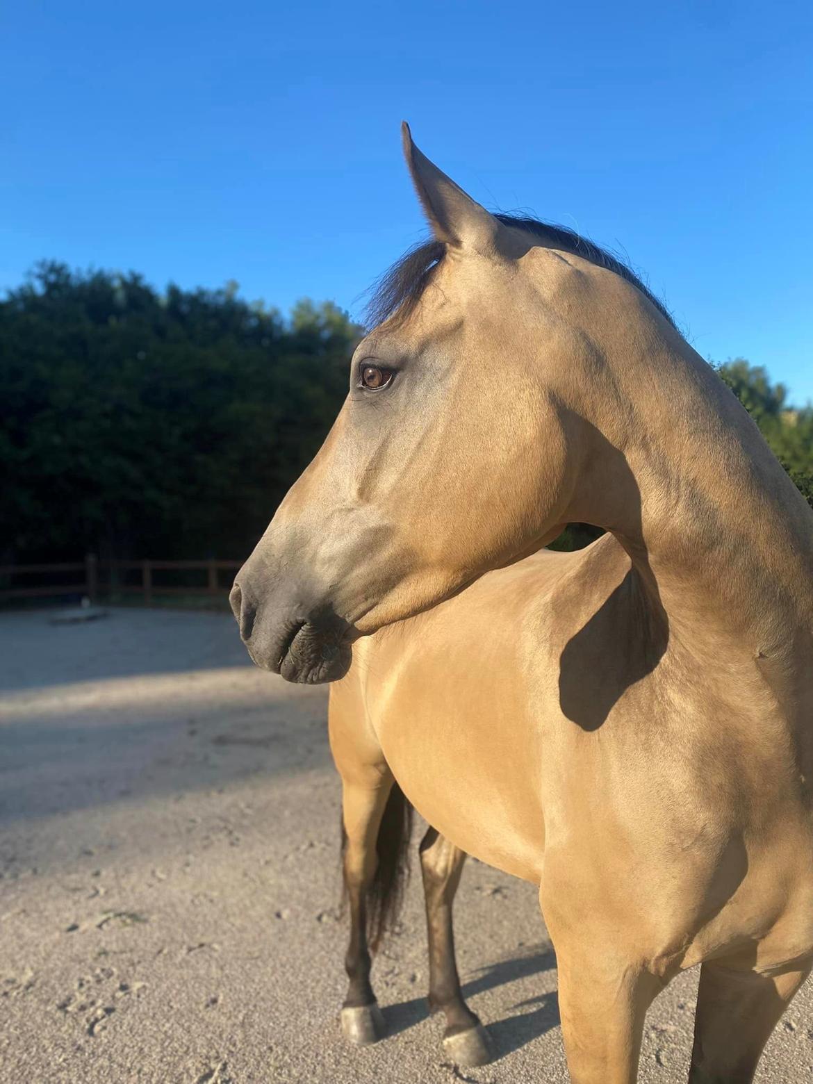Anden særlig race Michelangelo billede 9