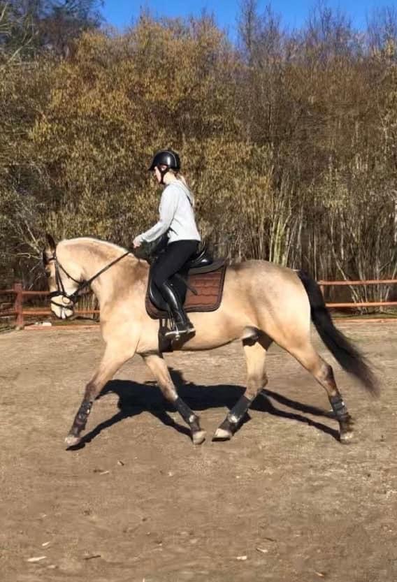 Anden særlig race Michelangelo billede 14