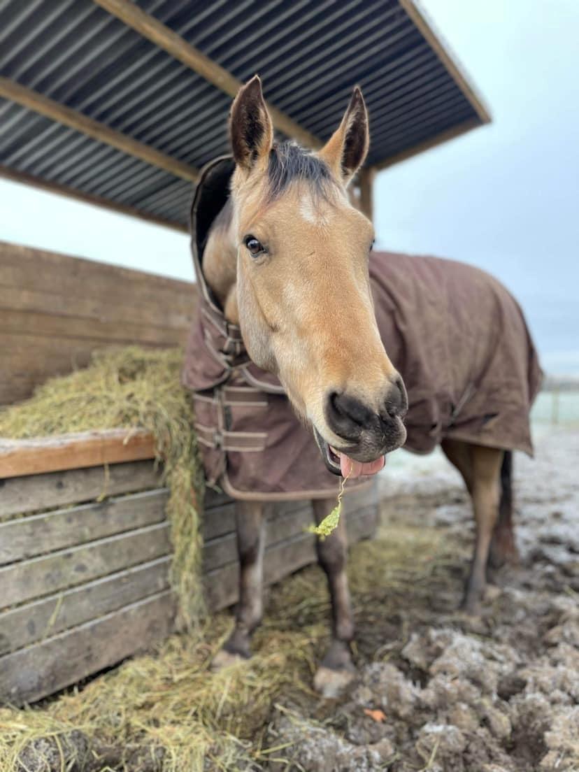 Anden særlig race Michelangelo billede 10
