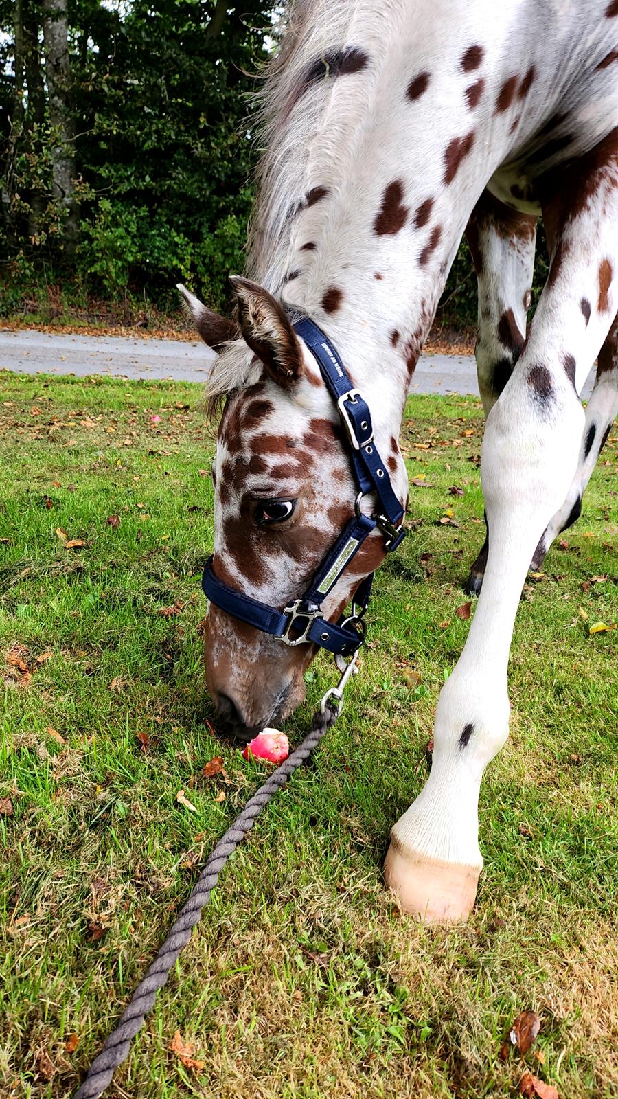 Knabstrupper Casina billede 12