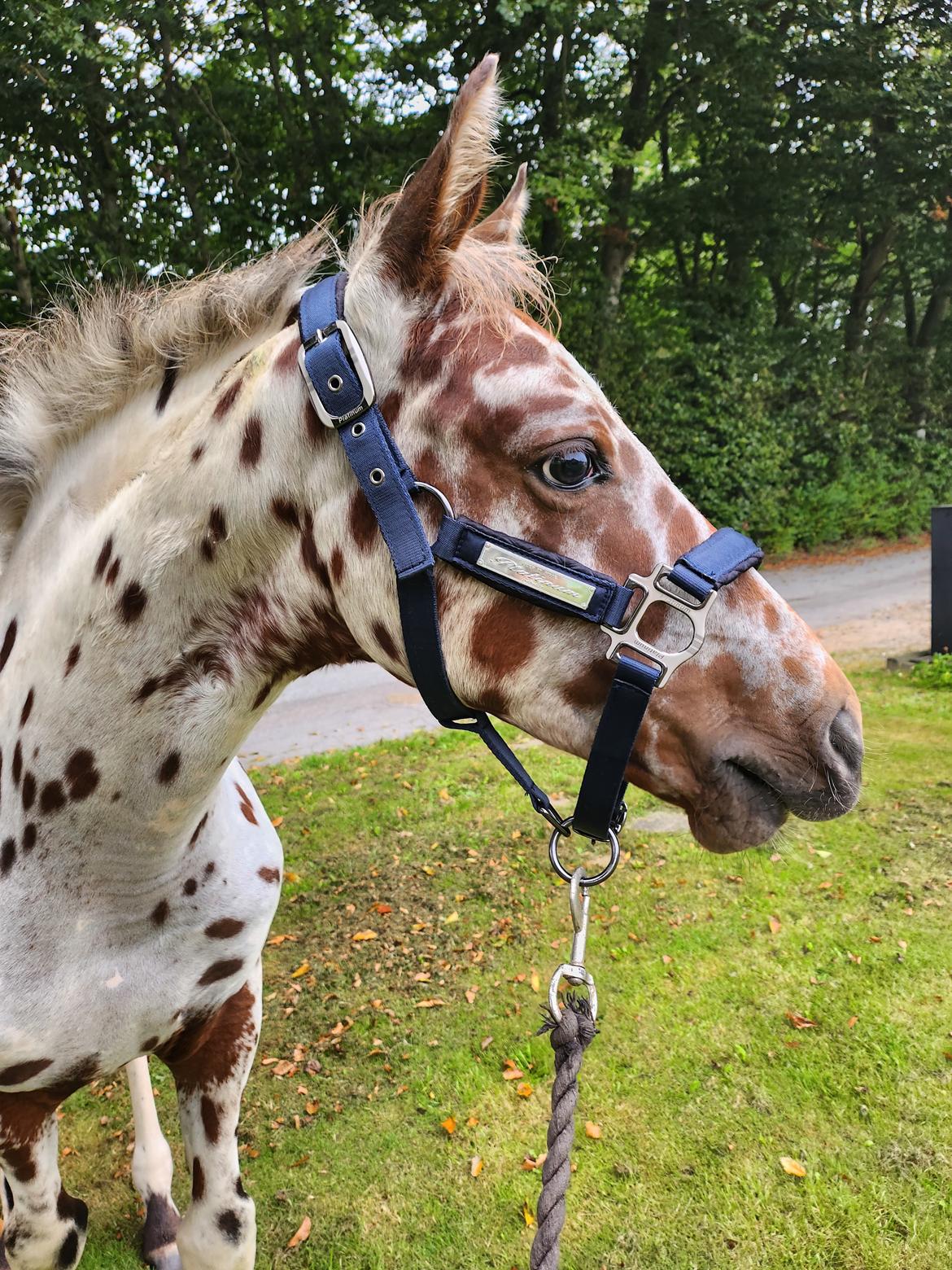 Knabstrupper Casina billede 13