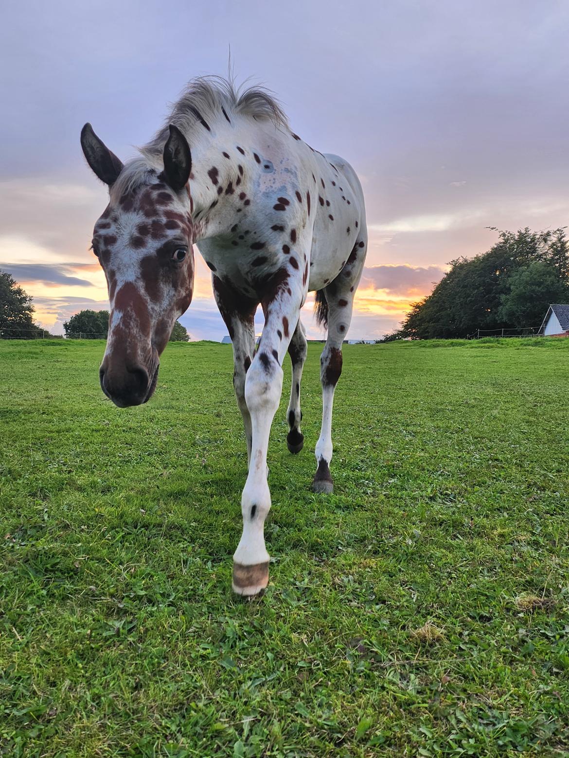 Knabstrupper Casina billede 14