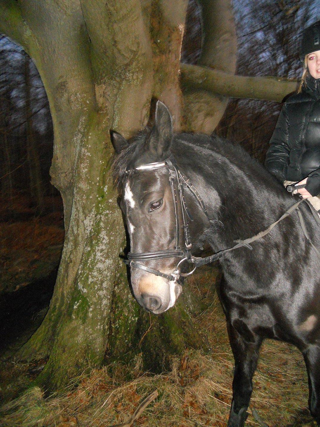 New Forest Queenshill Savannah billede 3