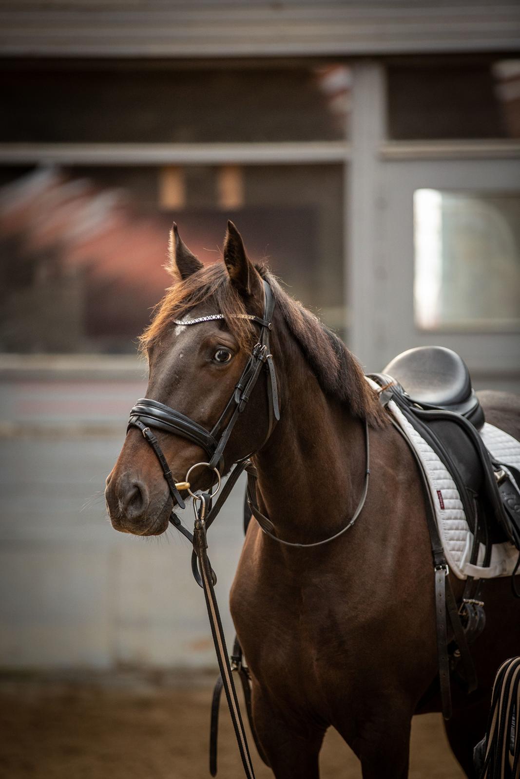 Knabstrupper Ingemanns Tahiti - Tahiti i tilridning, sep. 2023 billede 1