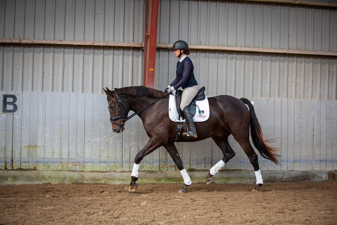 Knabstrupper Ingemanns Tahiti - Tahiti i tilridning, sep. 2023 billede 11