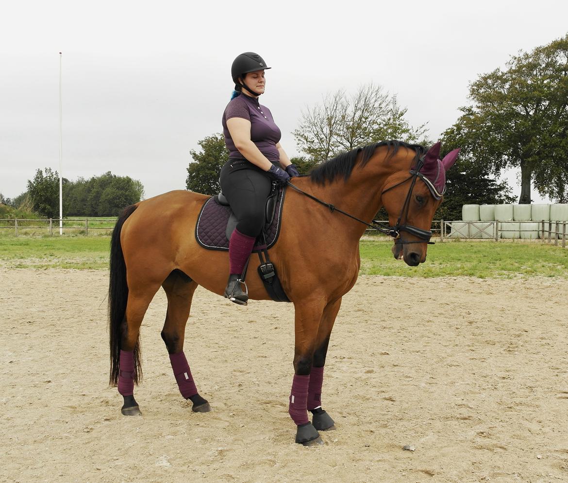 Trakehner Komet Sct. Olav billede 6
