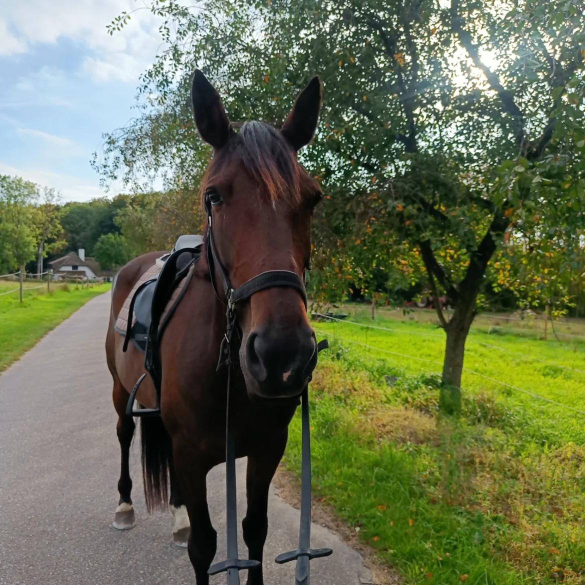 Anden særlig race Dancing clara billede 10