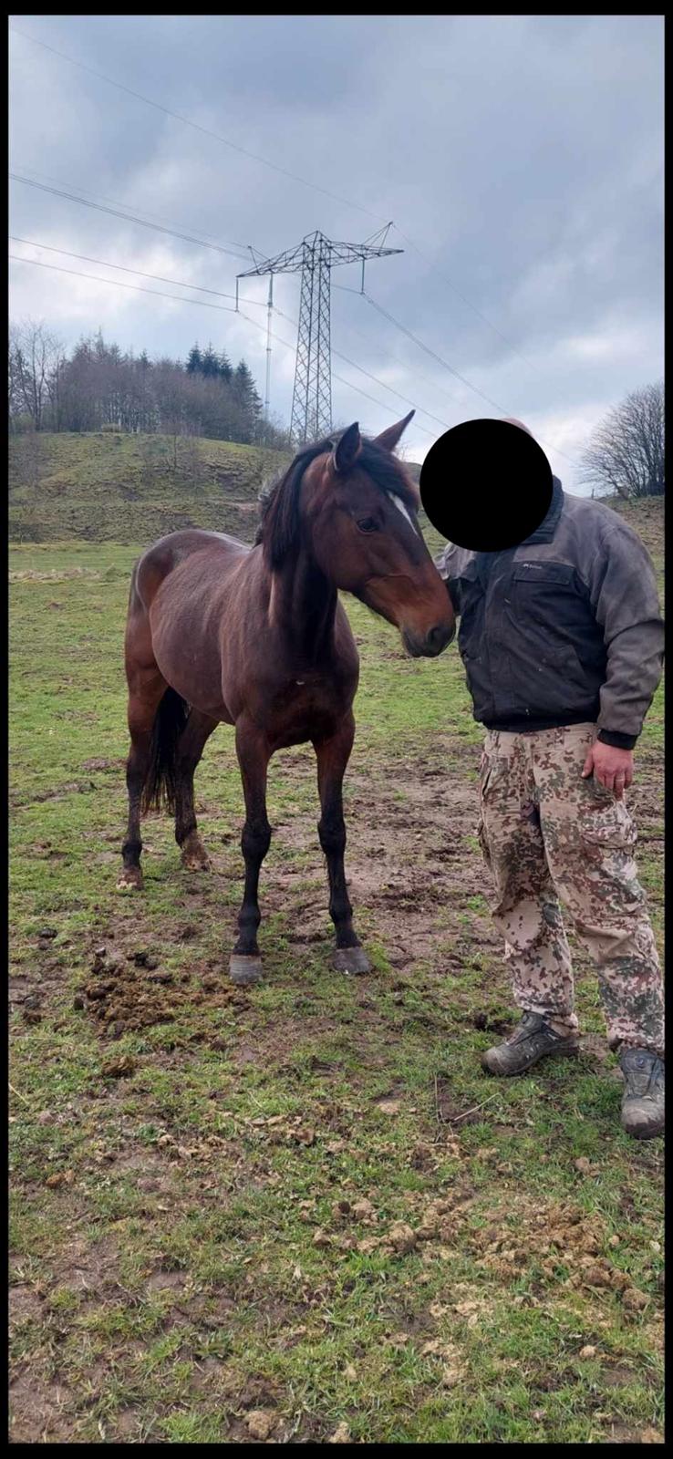 Anden særlig race Dancing clara - fra april 23 hos hestehandler billede 11