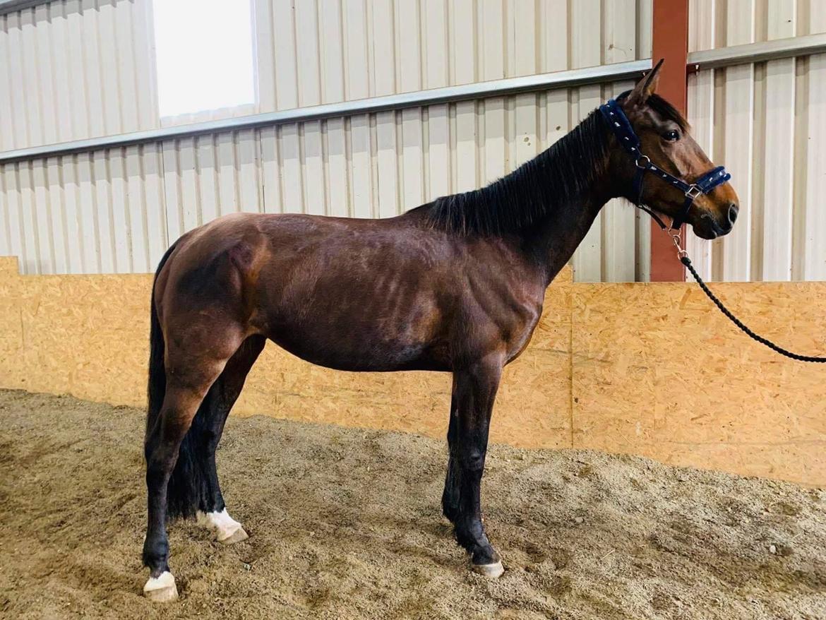 Anden særlig race Dancing clara - fra april 22 hos hestehandler i Irland billede 13