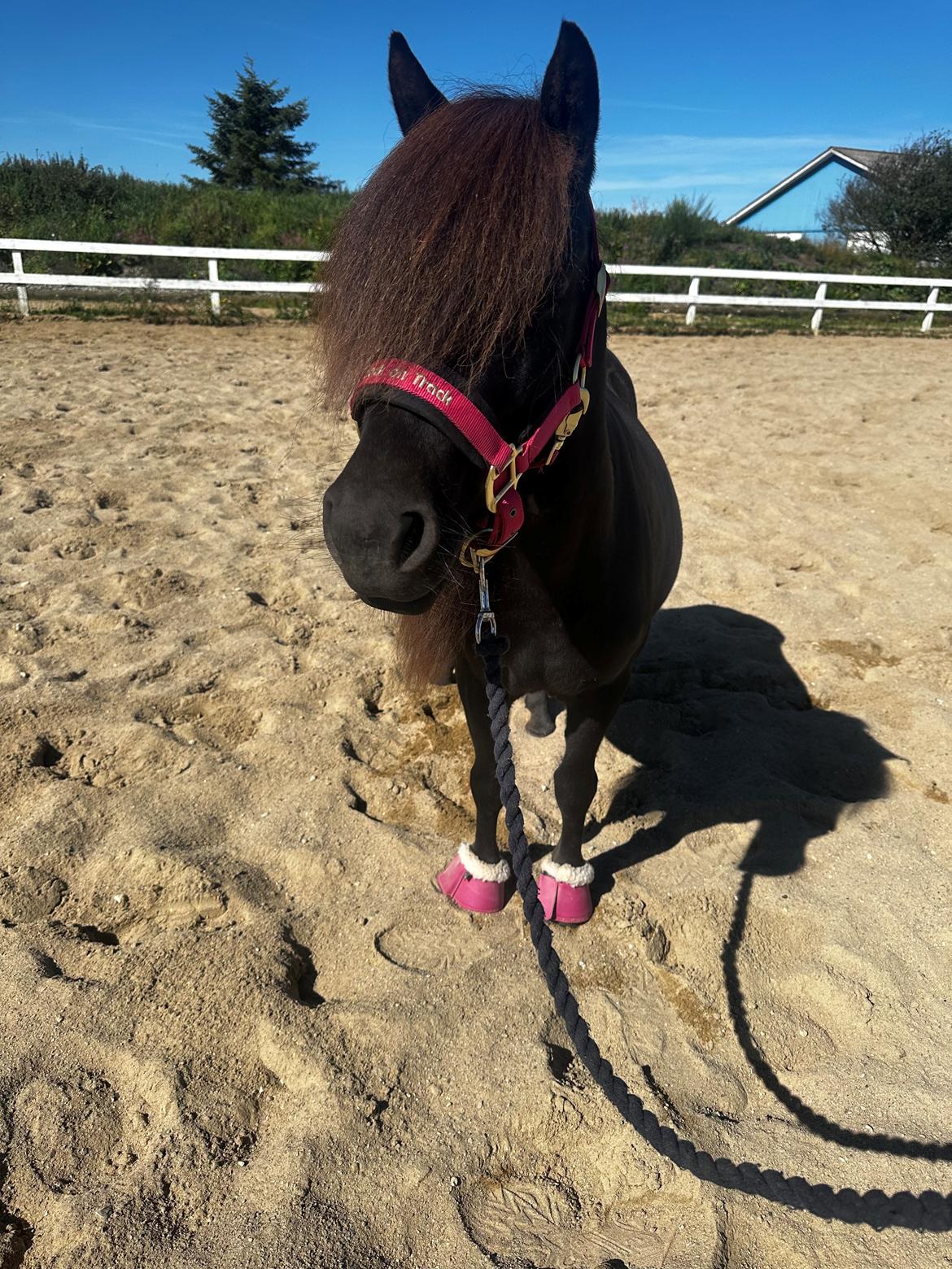 Shetlænder Dalbo’s Ariel (Diaz) billede 9