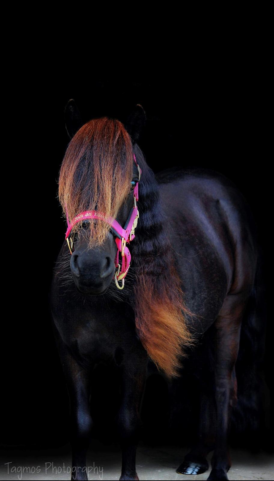 Shetlænder Dalbo’s Ariel (Diaz) billede 4