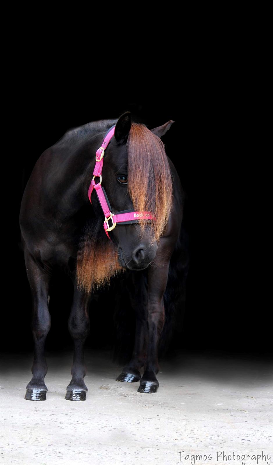 Shetlænder Dalbo’s Ariel (Diaz) billede 8