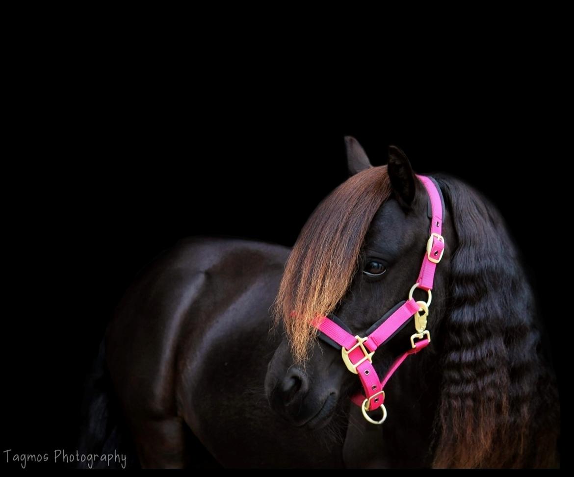 Shetlænder Dalbo’s Ariel (Diaz) billede 1