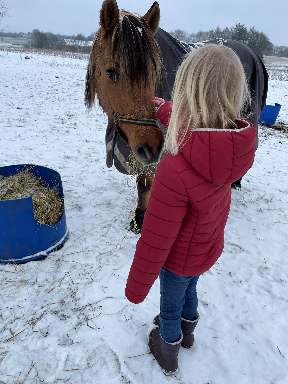 Anden særlig race | Odin  billede 9