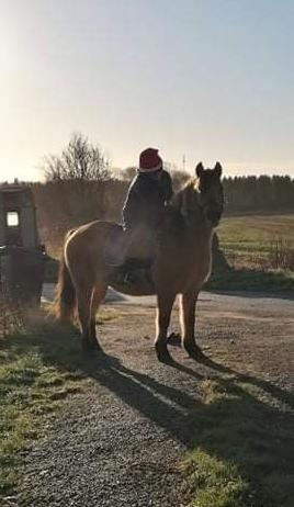 Anden særlig race | Odin  billede 12