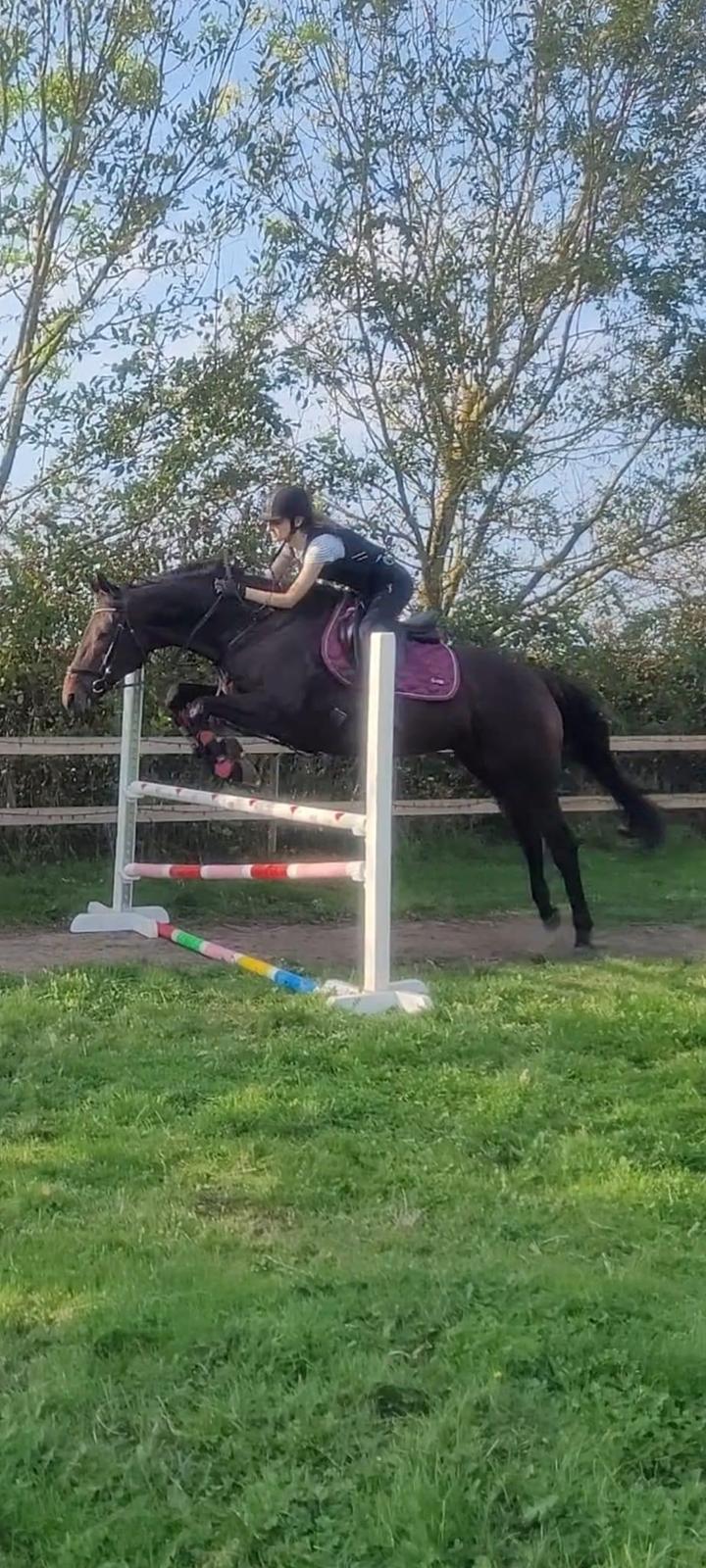 Fuldblod (XX) Ametyst (Tysse) - 85 cm billede 3