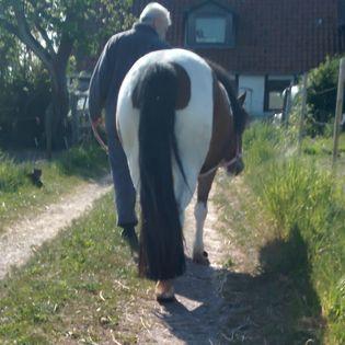 Anden særlig race Daizy billede 9