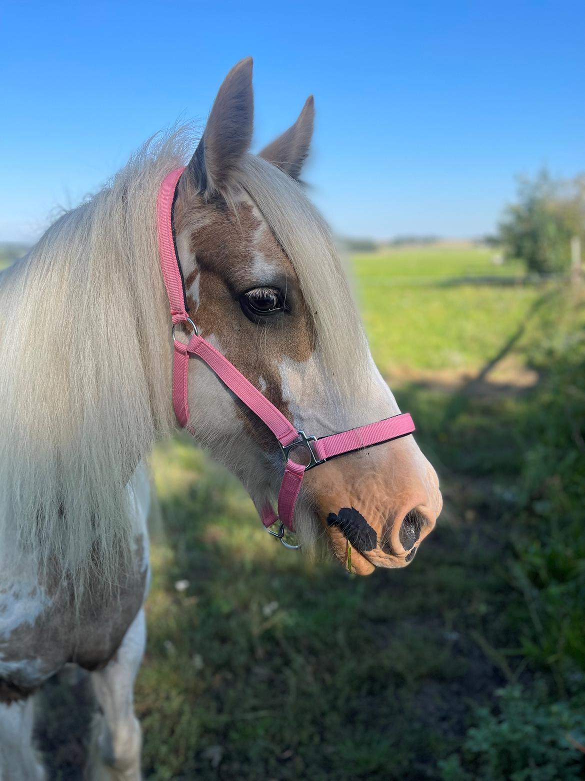 Irish Cob Abildgaards Bambi billede 16