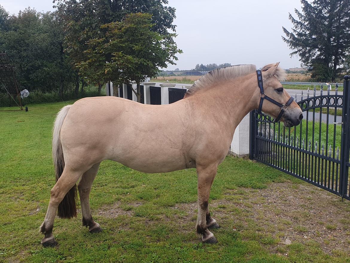 Fjordhest Oblings Annemone - Velkommen til Annemons profil billede 1