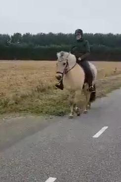 Fjordhest Oblings Annemone - Billedet er fra da jeg var nede og prøve Annemone billede 2