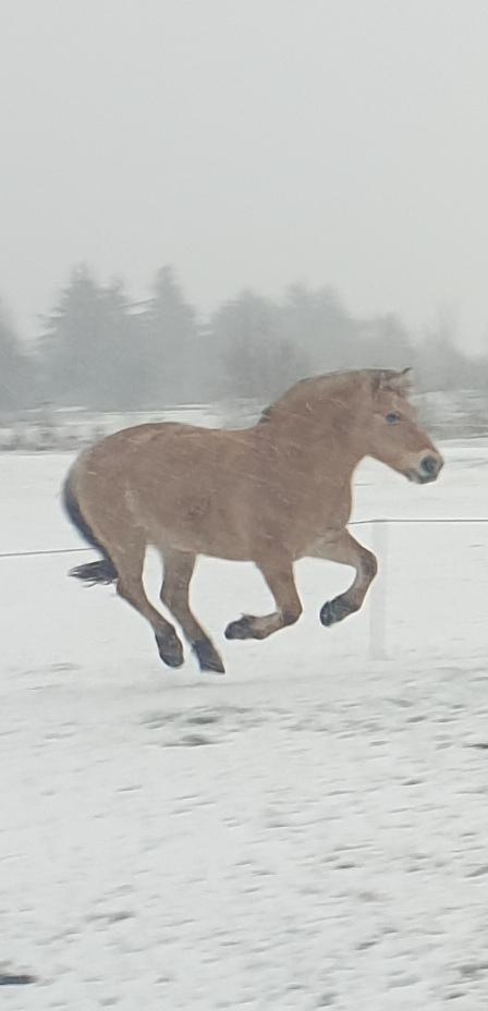 Fjordhest Oblings Annemone billede 3