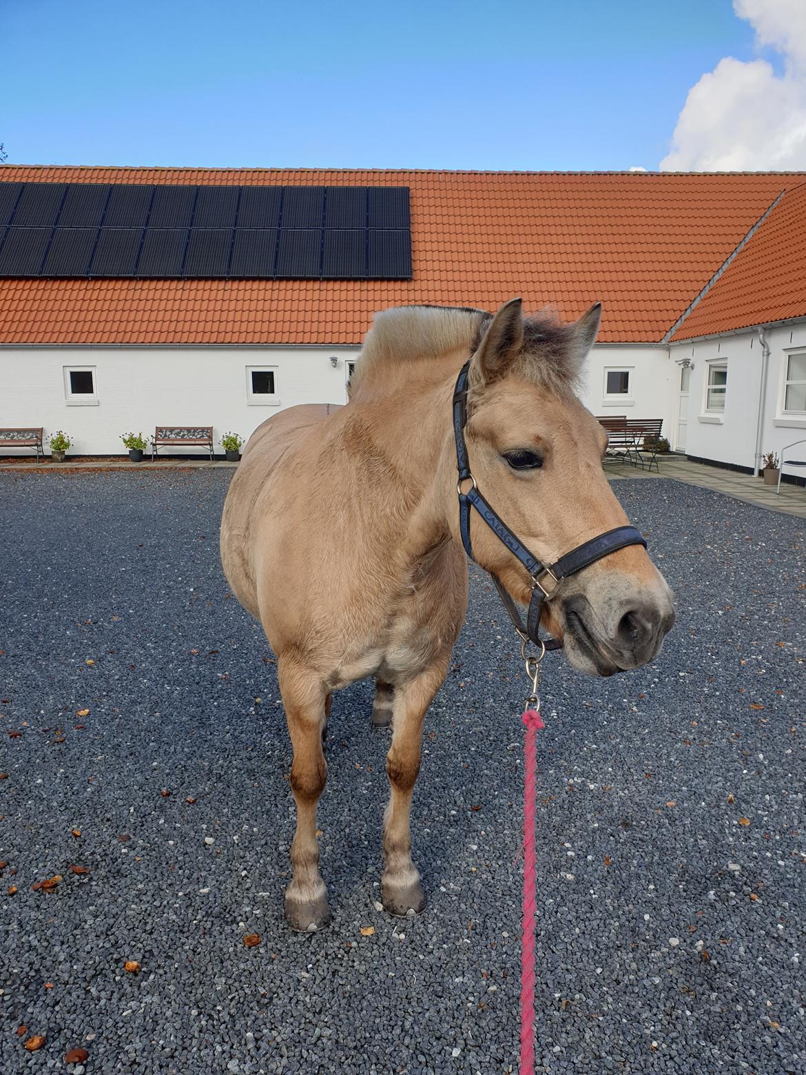 Fjordhest Oblings Annemone billede 4