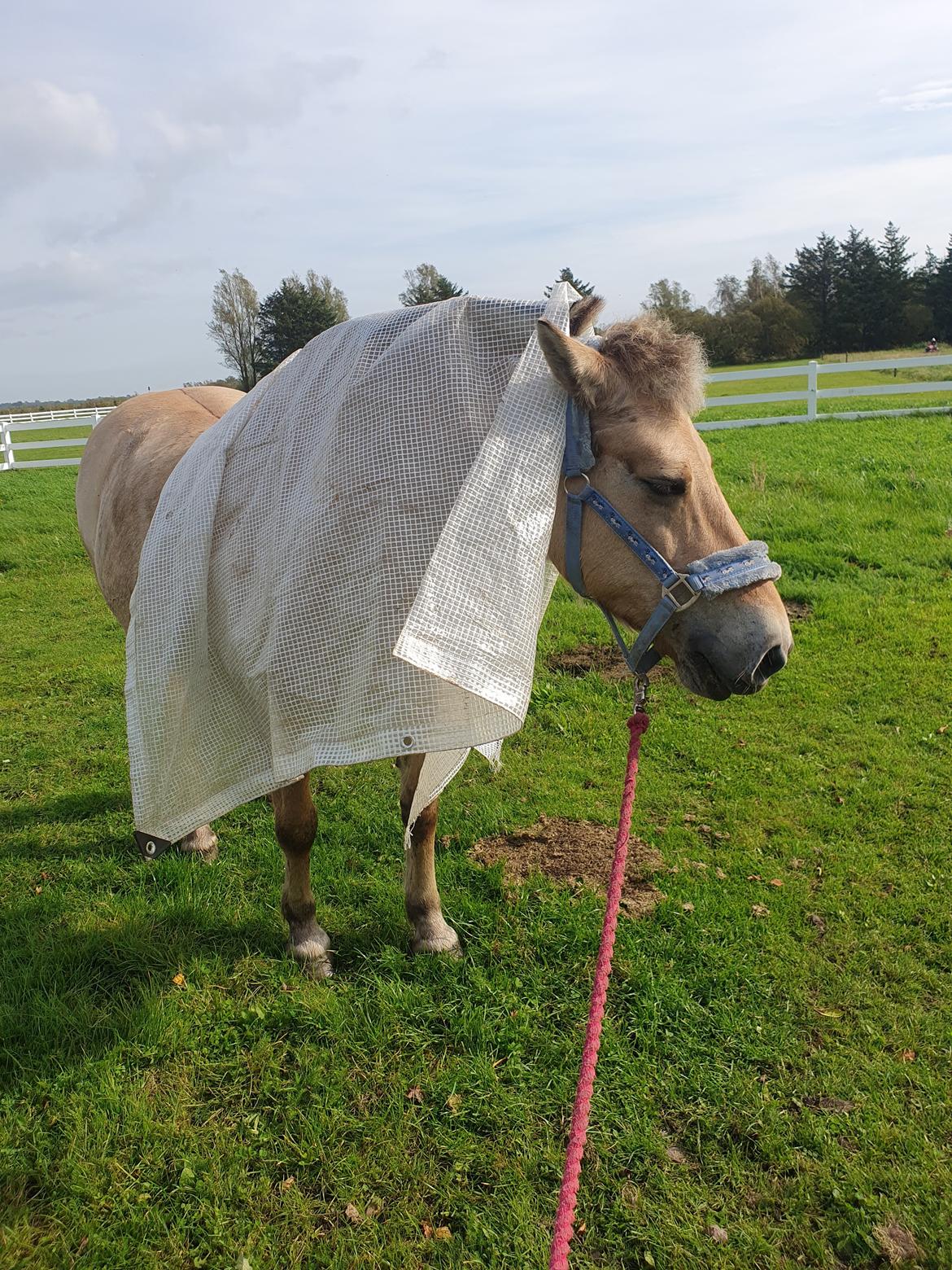 Fjordhest Oblings Annemone billede 5