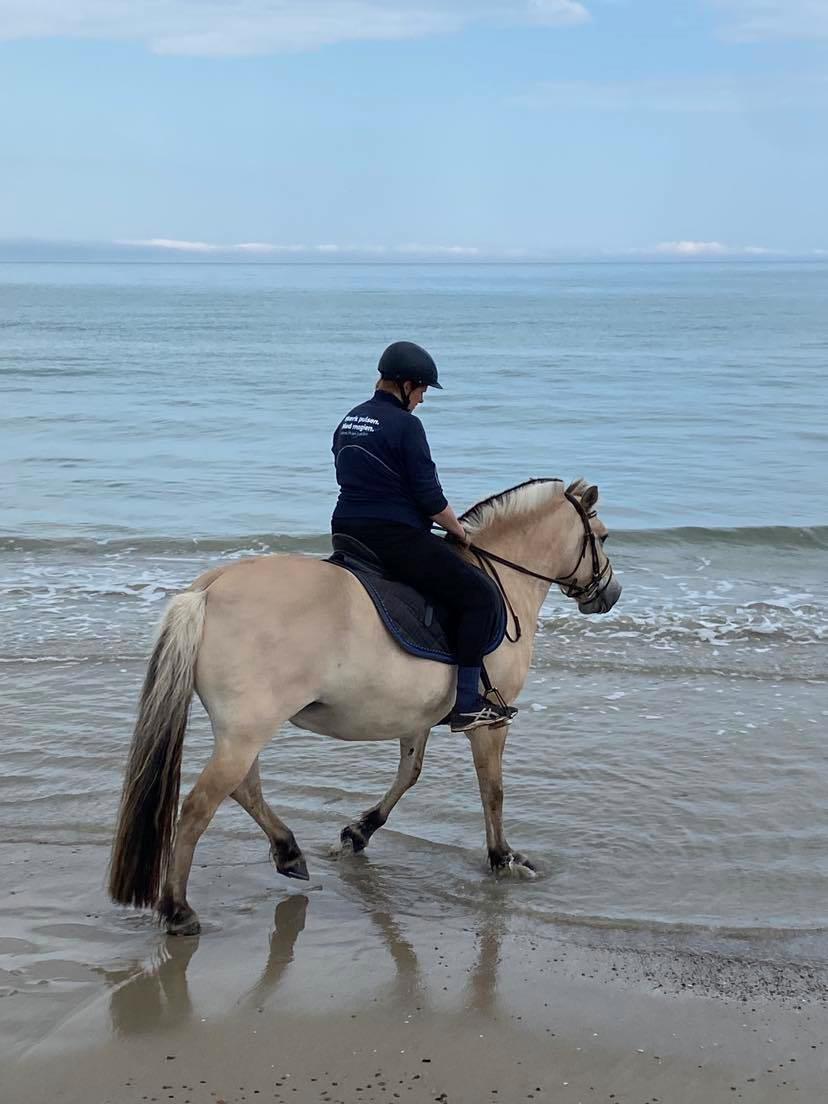 Fjordhest Oblings Annemone billede 10