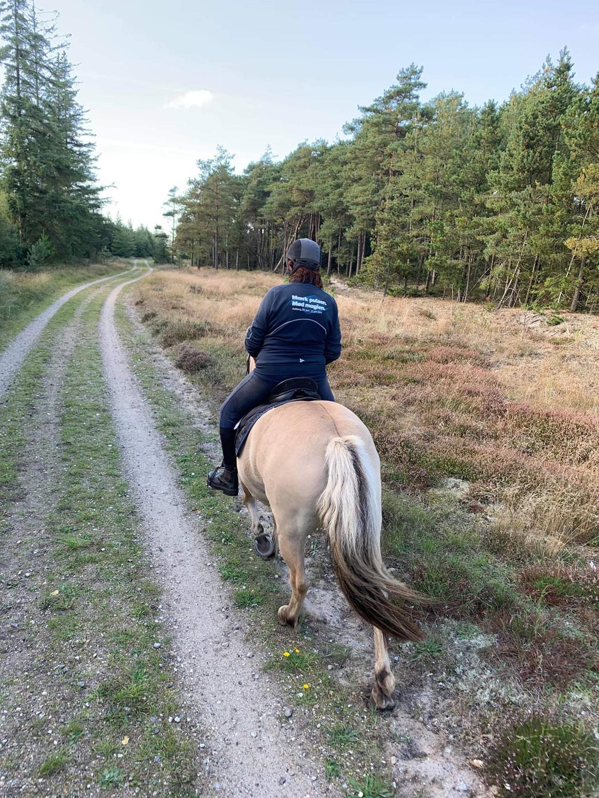 Fjordhest Oblings Annemone billede 7