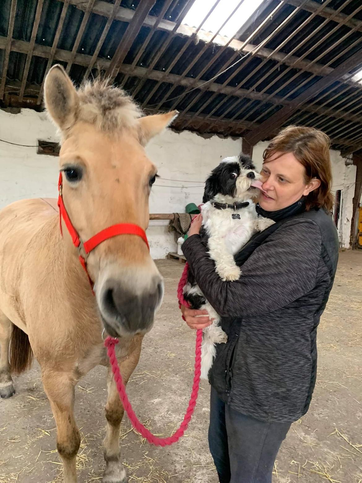 Fjordhest Oblings Annemone billede 8