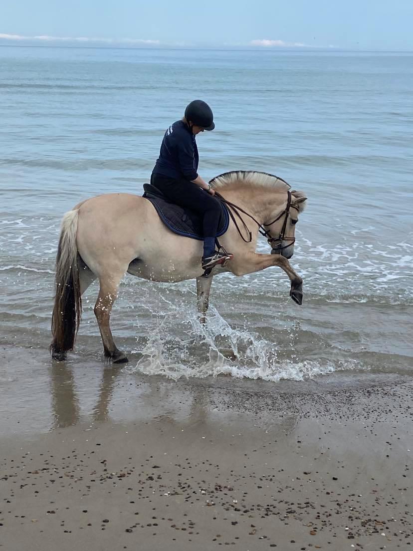 Fjordhest Oblings Annemone billede 12