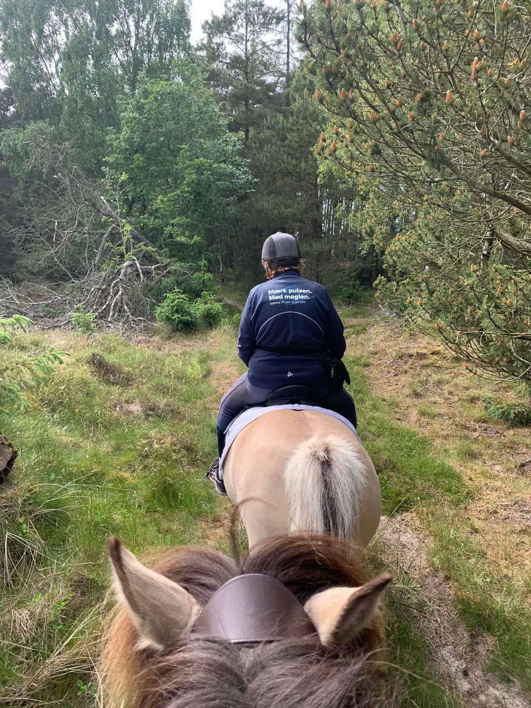 Fjordhest Oblings Annemone billede 6