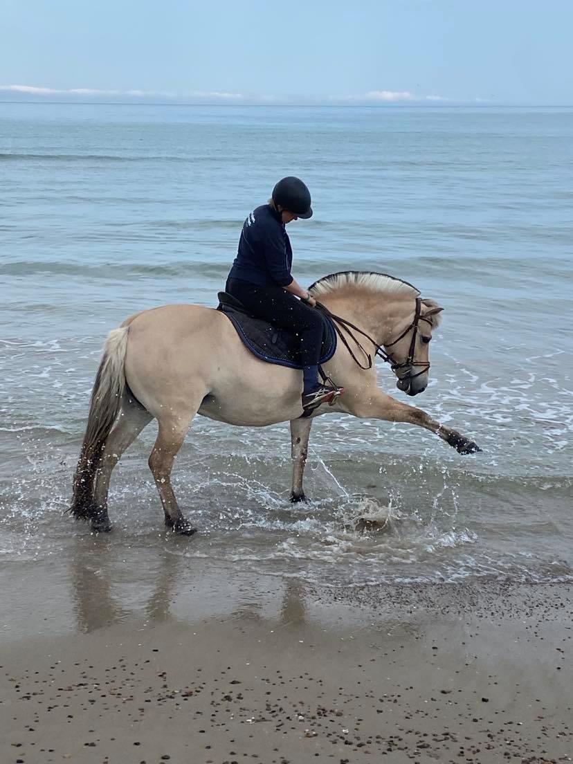 Fjordhest Oblings Annemone billede 13