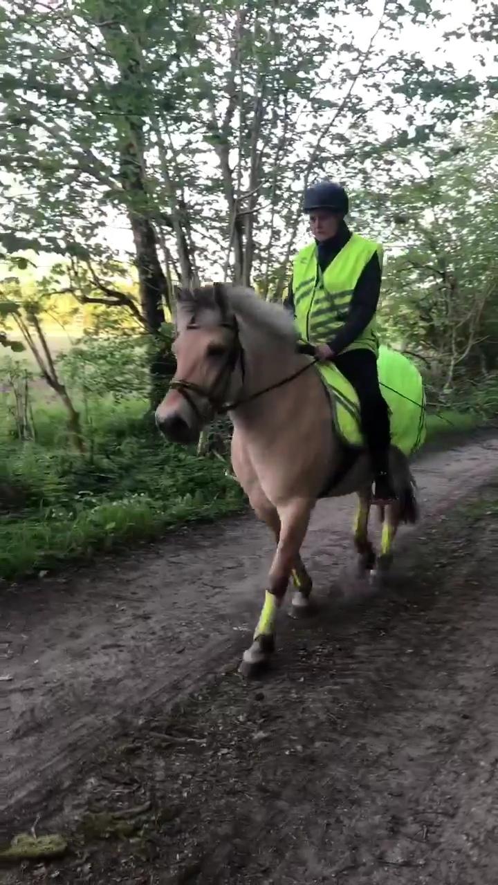 Fjordhest Oblings Annemone billede 15