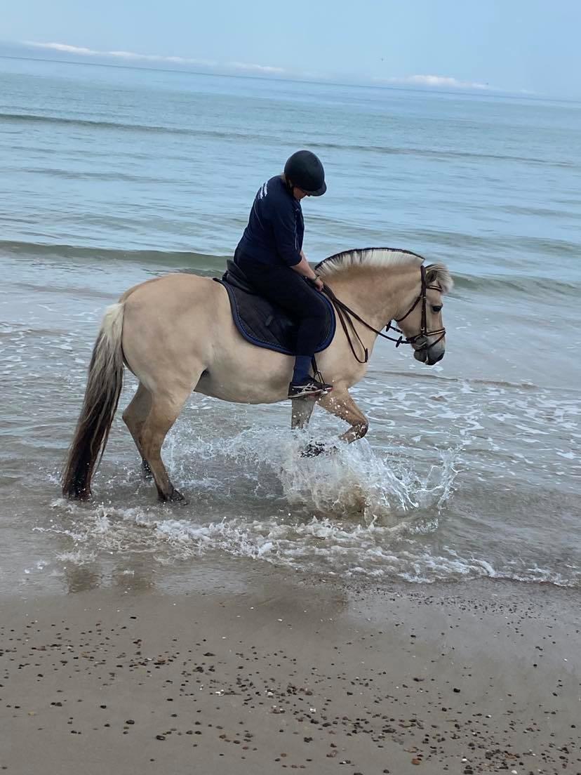 Fjordhest Oblings Annemone billede 11