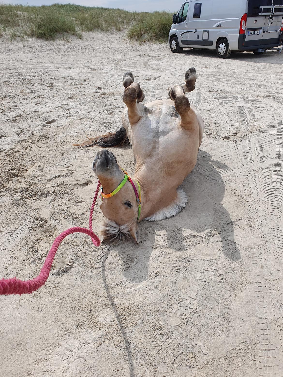 Fjordhest Oblings Annemone billede 14