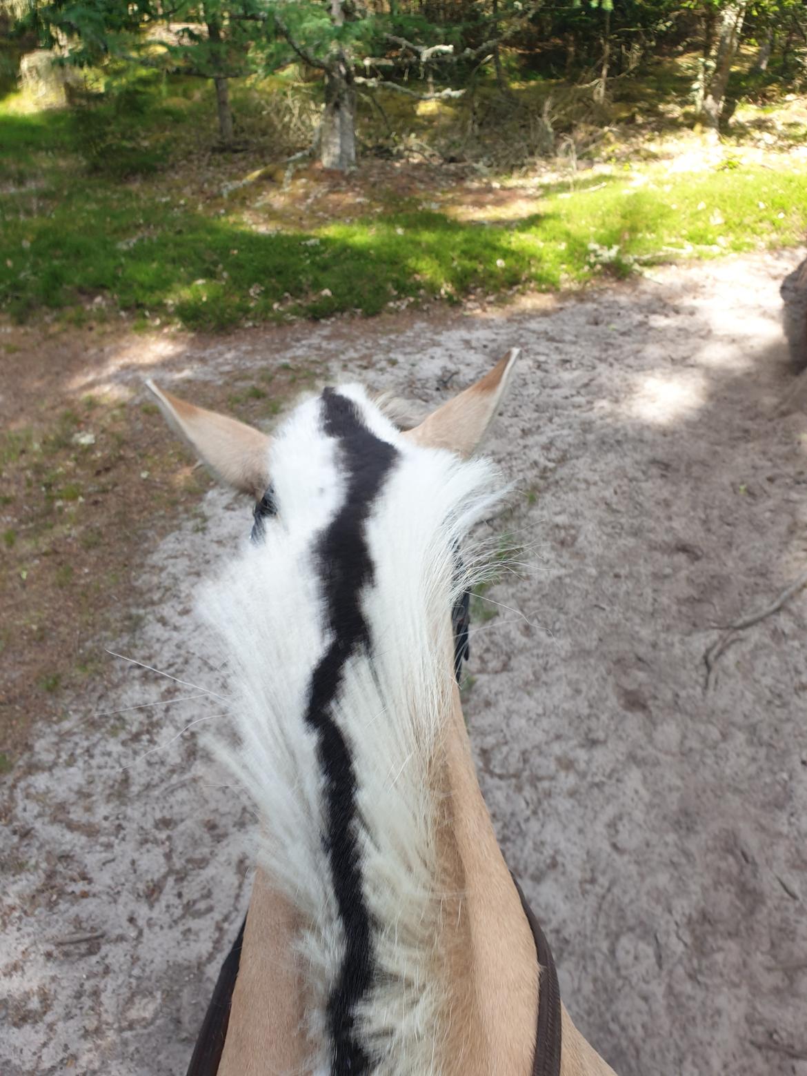 Fjordhest Oblings Annemone billede 17
