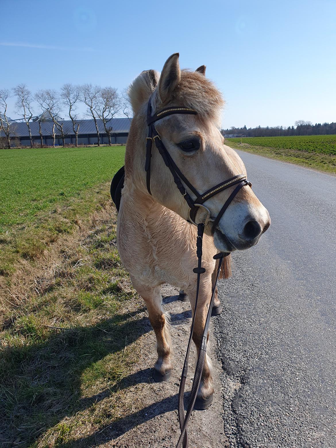 Fjordhest Oblings Annemone billede 18